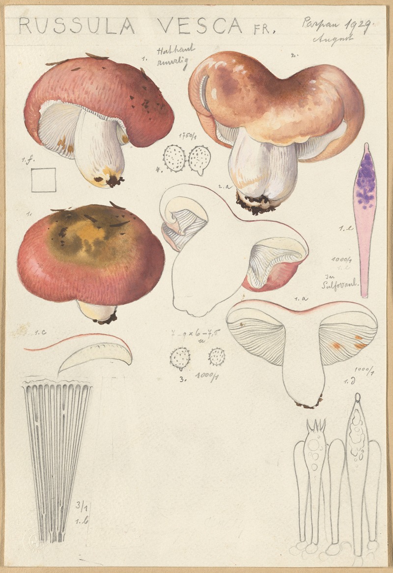 Hans Walty - Russula vesca