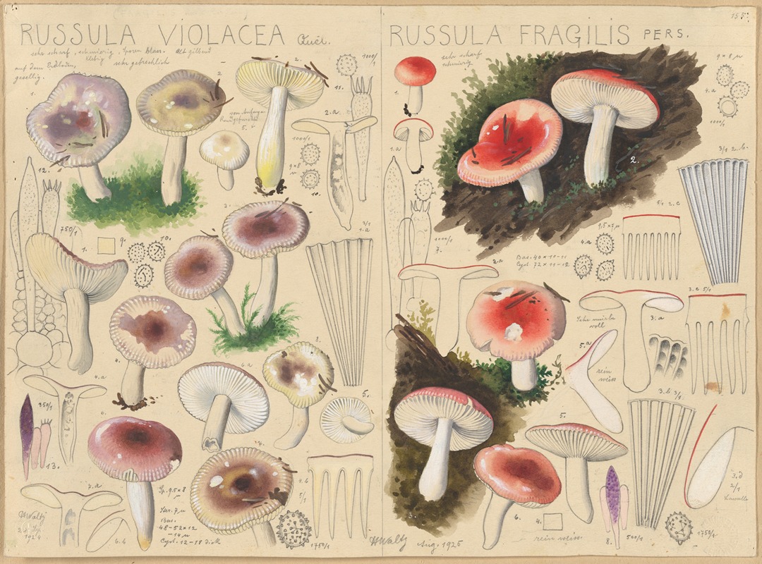 Hans Walty - Russula violacea, Russula fragilis