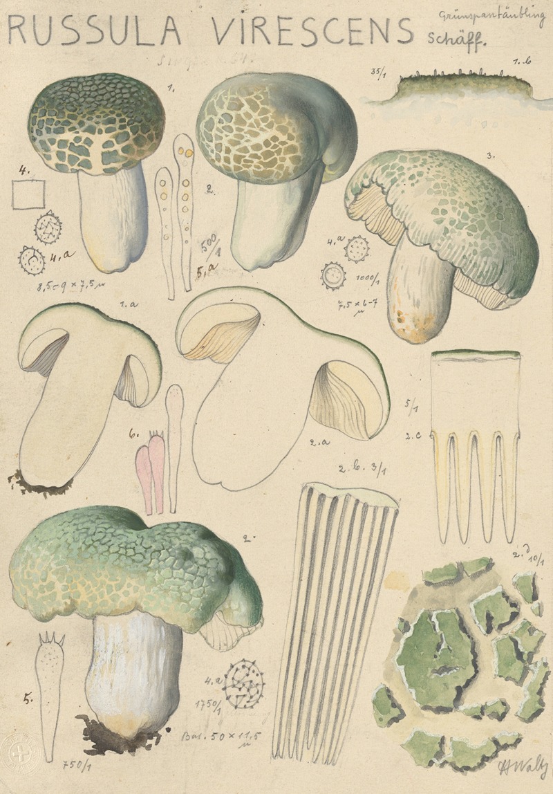 Hans Walty - Russula virescens