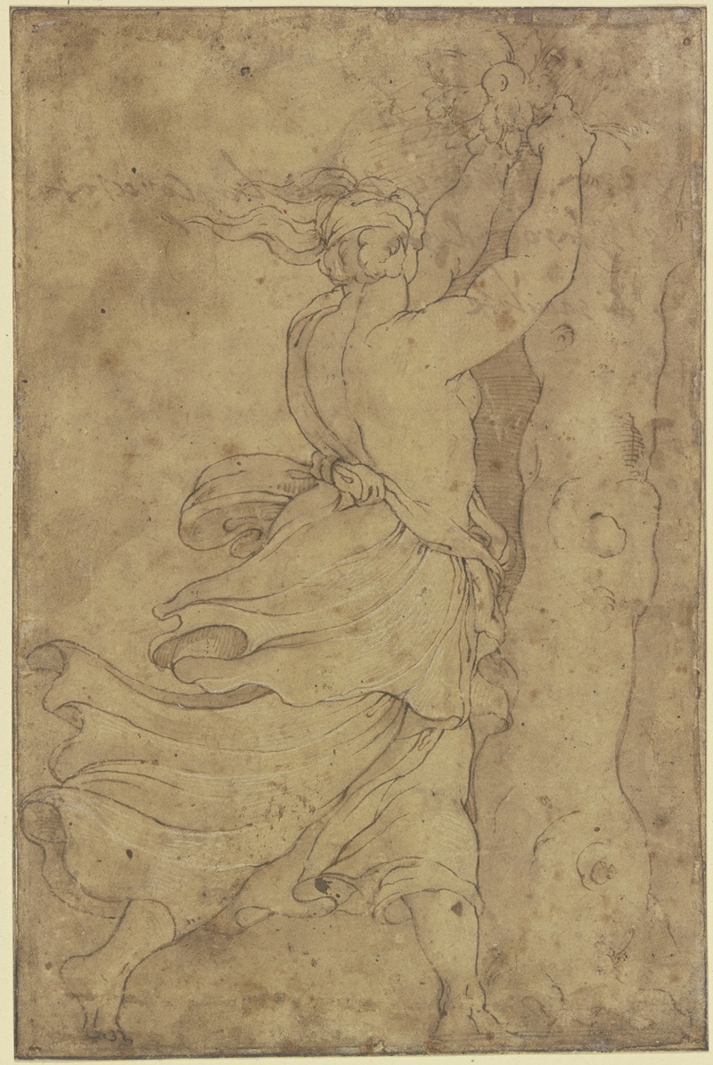 Polidoro da Caravaggio - Eine halb entblößte Frau pflückt Früchte von einem Baum, Haar und Gewand fliegen im Wind