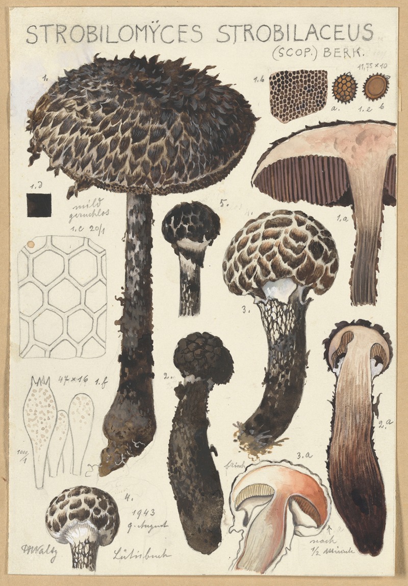 Hans Walty - Strobilomyces strobilaceus (Scop.) Berk.