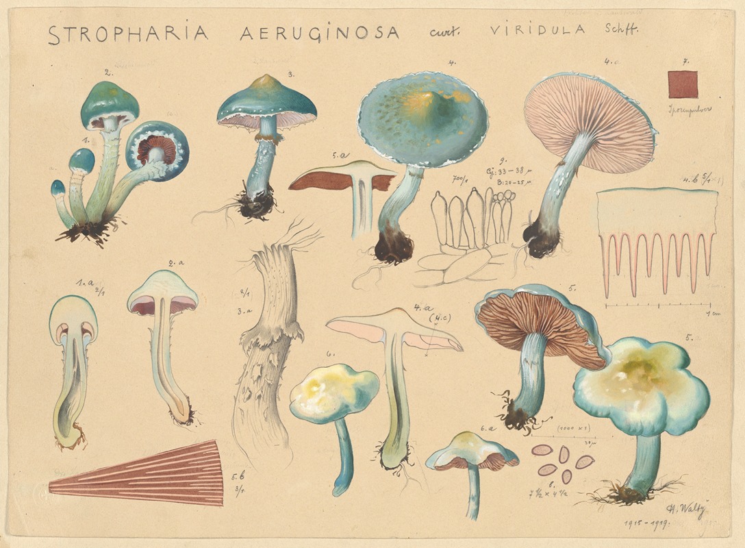 Hans Walty - Stropharia aeruginosa Curt. viridula Schff.