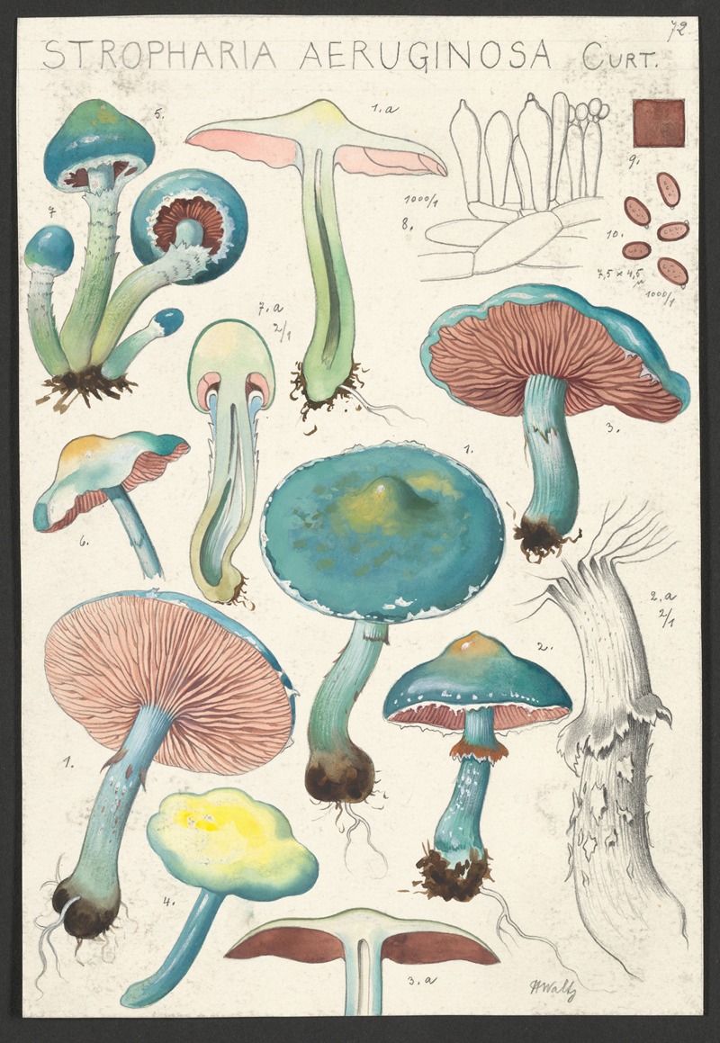 Hans Walty - Stropharia aeruginosa Curt.