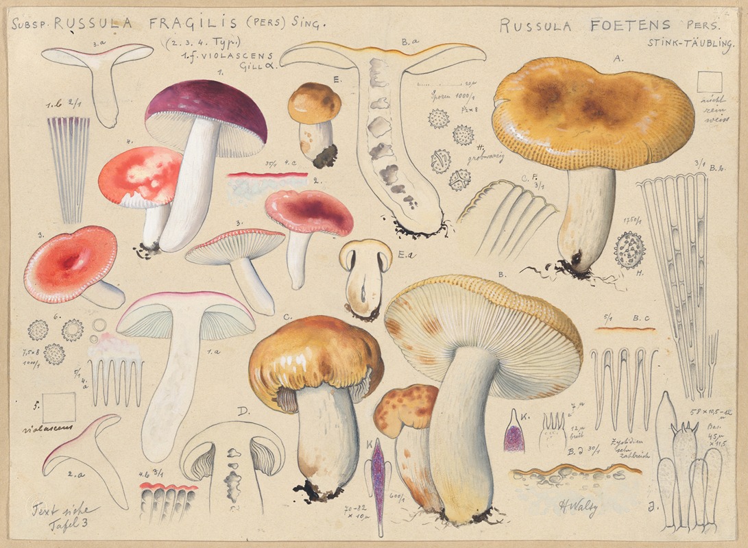 Hans Walty - Subsp. russula fragilis (Pers.) Sing., Russula foetens Pers.