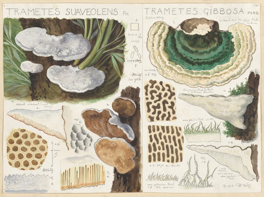 Hans Walty - Trametes gibbosa