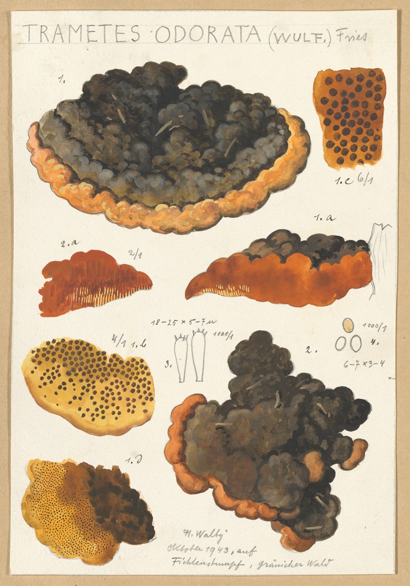 Hans Walty - Trametes odorata (Wulf.) Fries