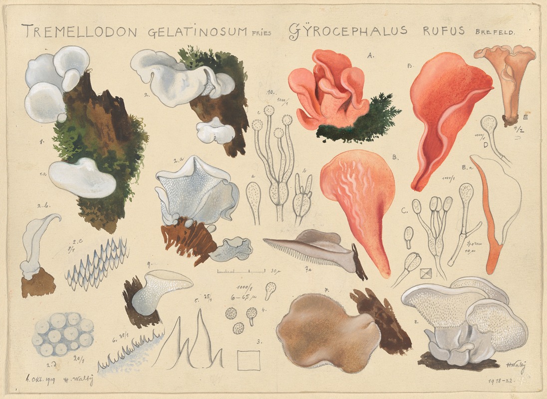 Hans Walty - Tremellodon gelatinosum Fries, und, Gyrocephalus rufus Brefeld