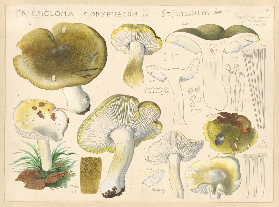 Hans Walty - Tricholoma coryphaeum Fr. sejunctum Sow.