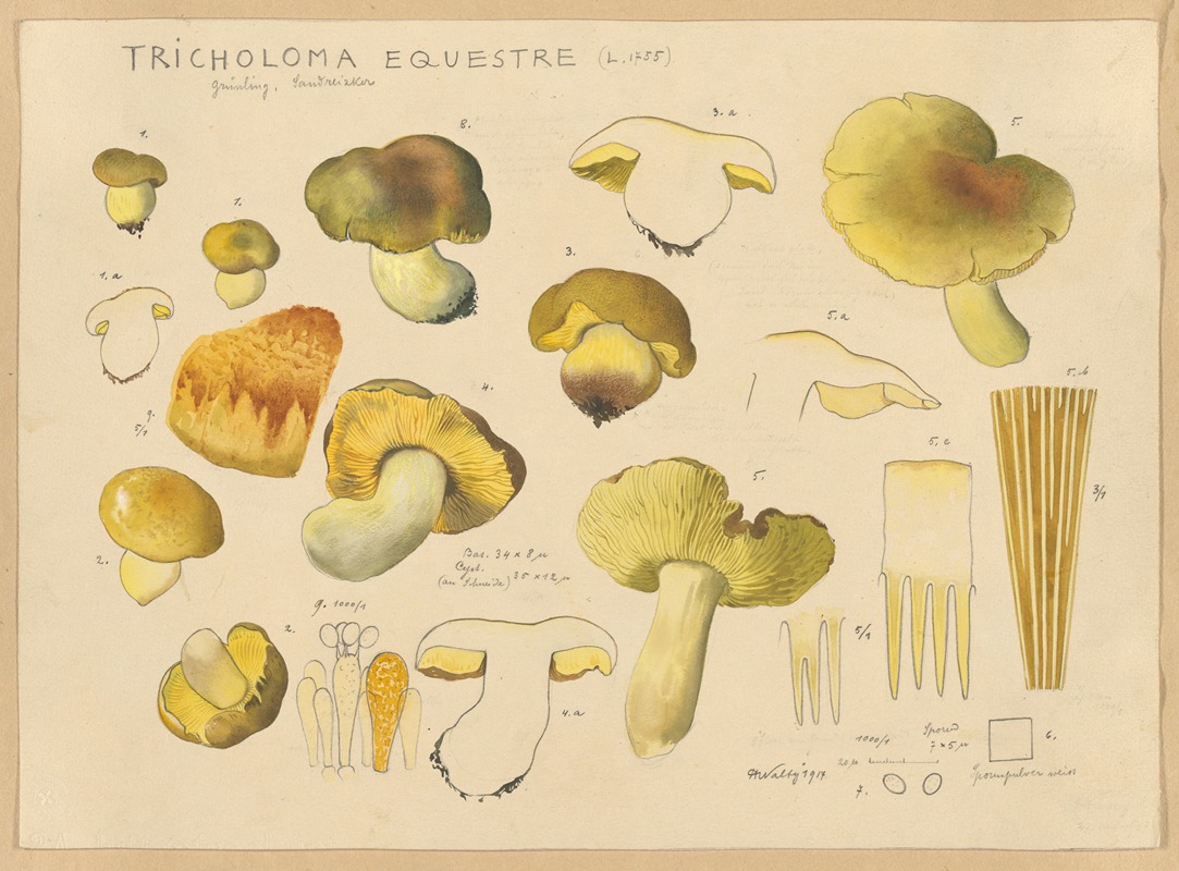 Hans Walty - Tricholoma equestre (L. 1735)