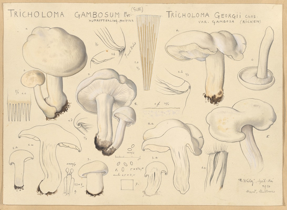 Hans Walty - Tricholoma gambosum Fr. (Gill.), Tricholoma georgii Clus. var. gambosa (Ricken)