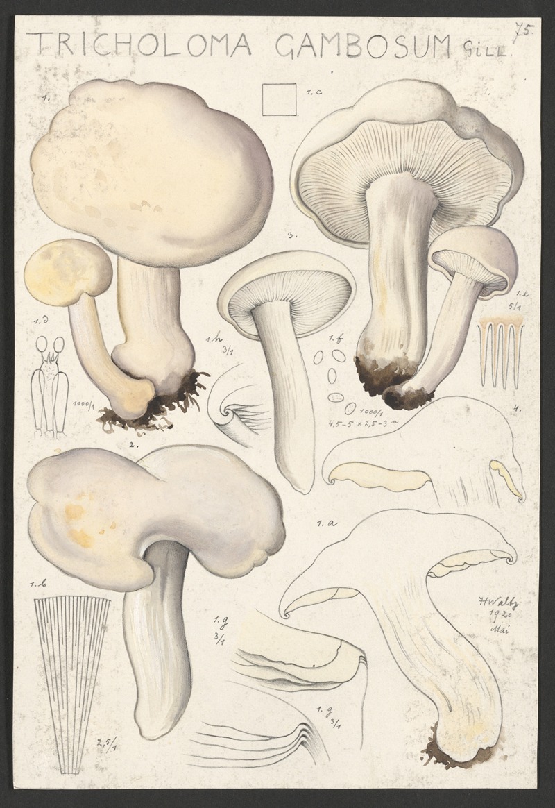 Hans Walty - Tricholoma gambosum Gill.