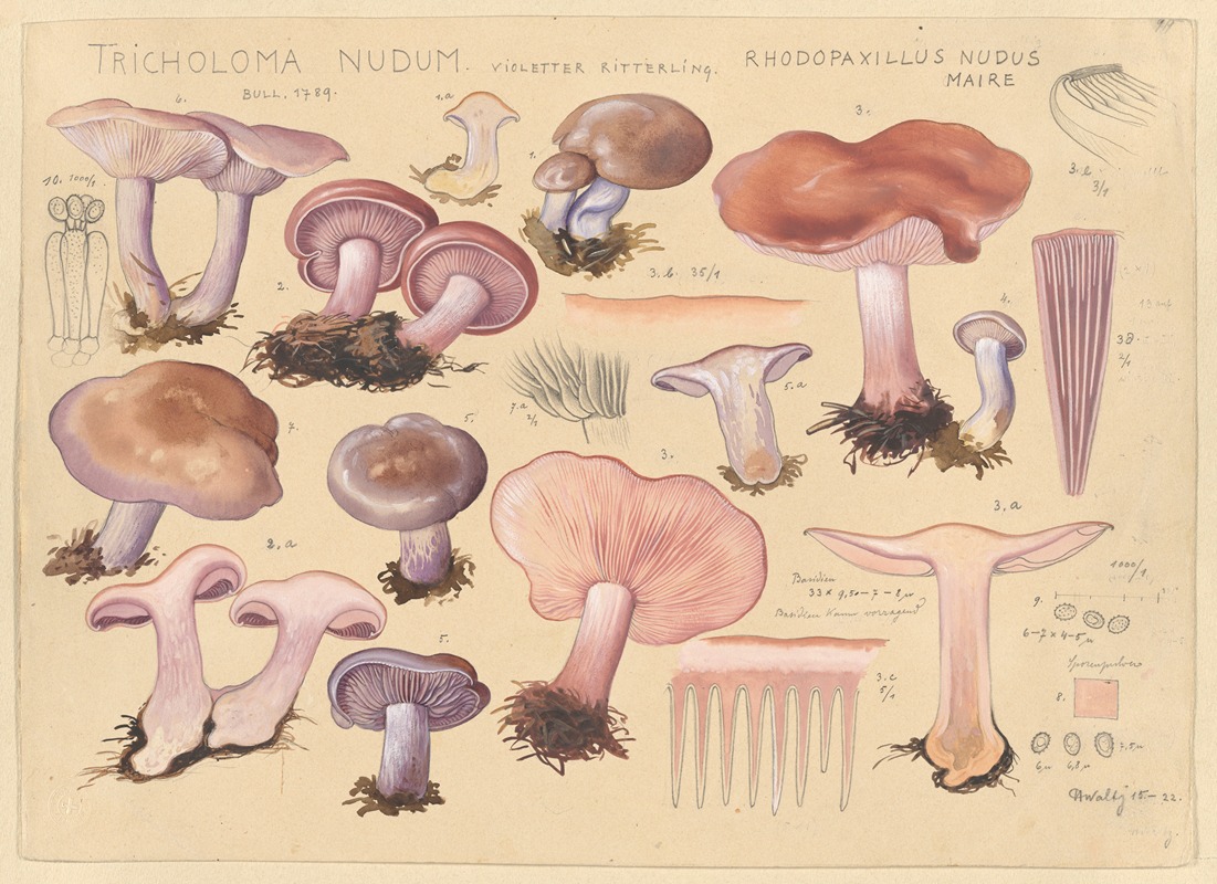 Hans Walty - Tricholoma nudum Bull. 1789, Rhodopaxillus nudus Maire