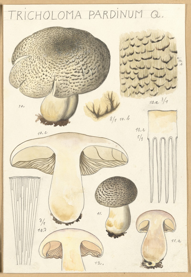 Hans Walty - Tricholoma pardinum Q