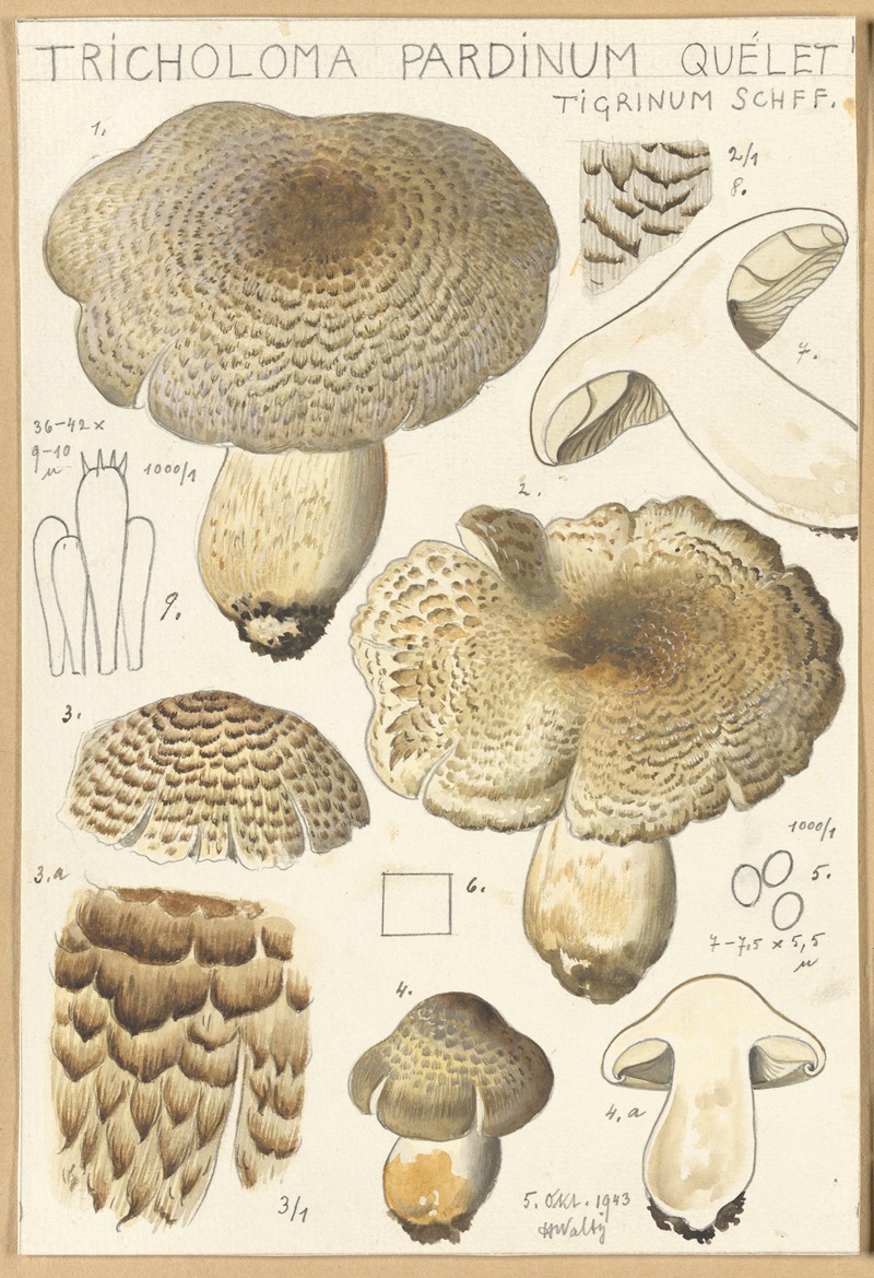 Hans Walty - Tricholoma pardinum quelet