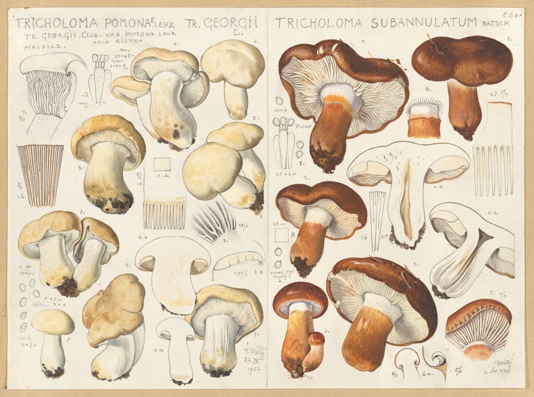 Hans Walty - Tricholoma pomona, Tricholoma subannulatum