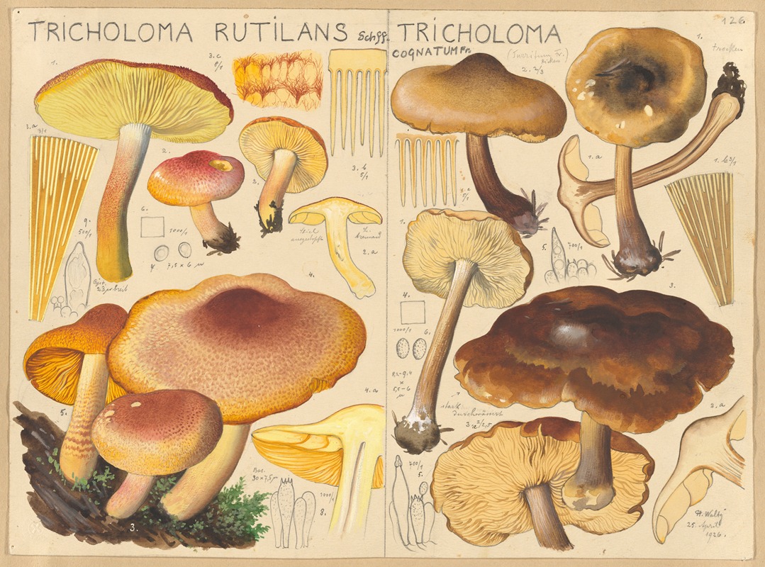 Hans Walty - Tricholoma rutilans, Tricholoma cognatum