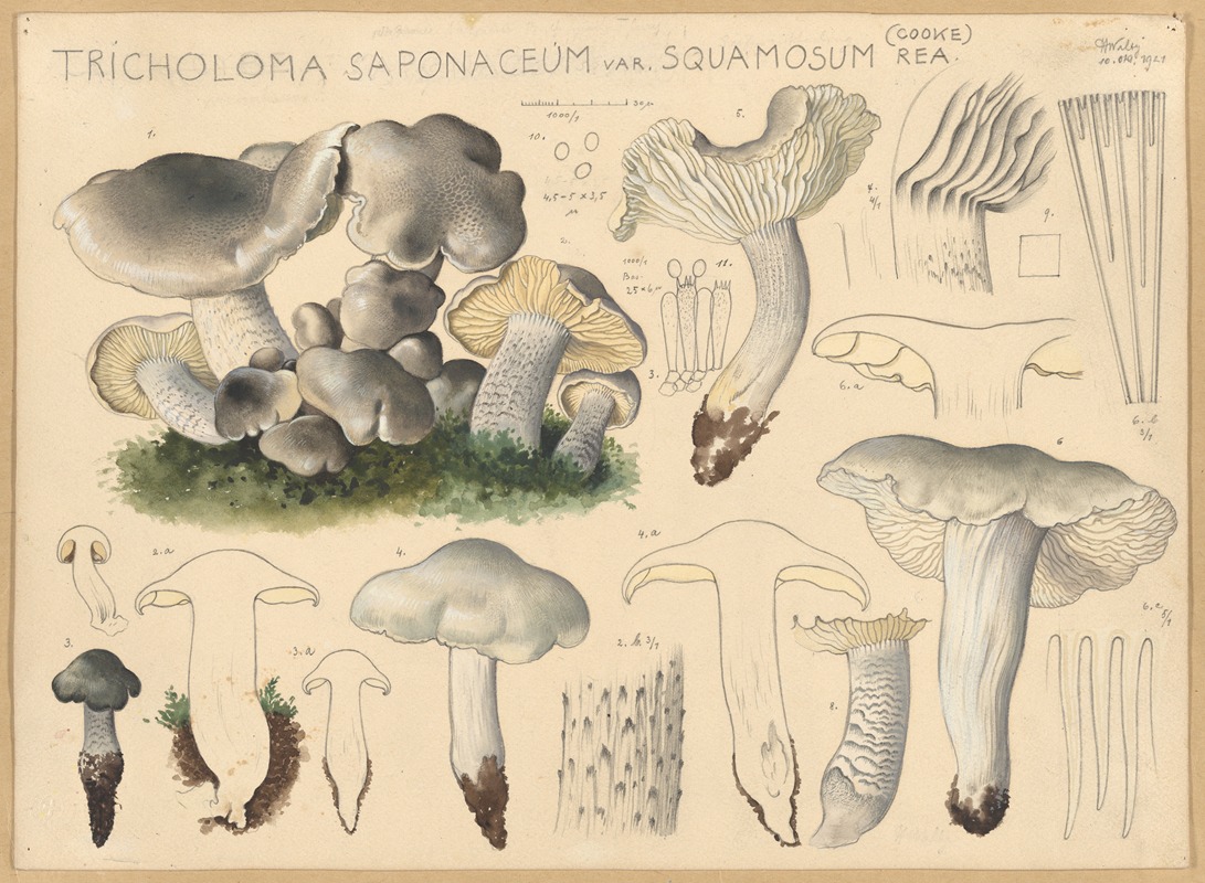 Hans Walty - Tricholoma saponaceum var. squamosum Rea. (Cooke)