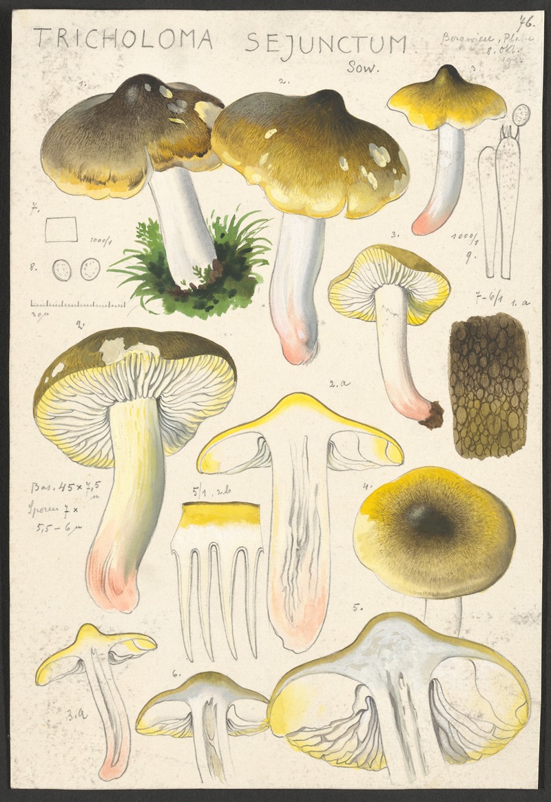 Hans Walty - Tricholoma sejunctum Sow.