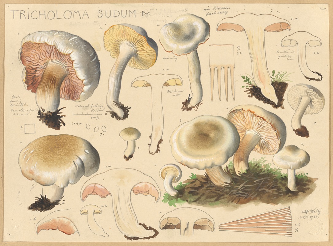 Hans Walty - Tricholoma sudum Fr.