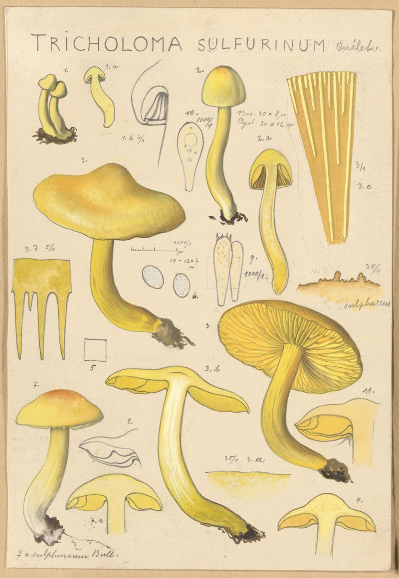 Hans Walty - Tricholoma sulfurinum