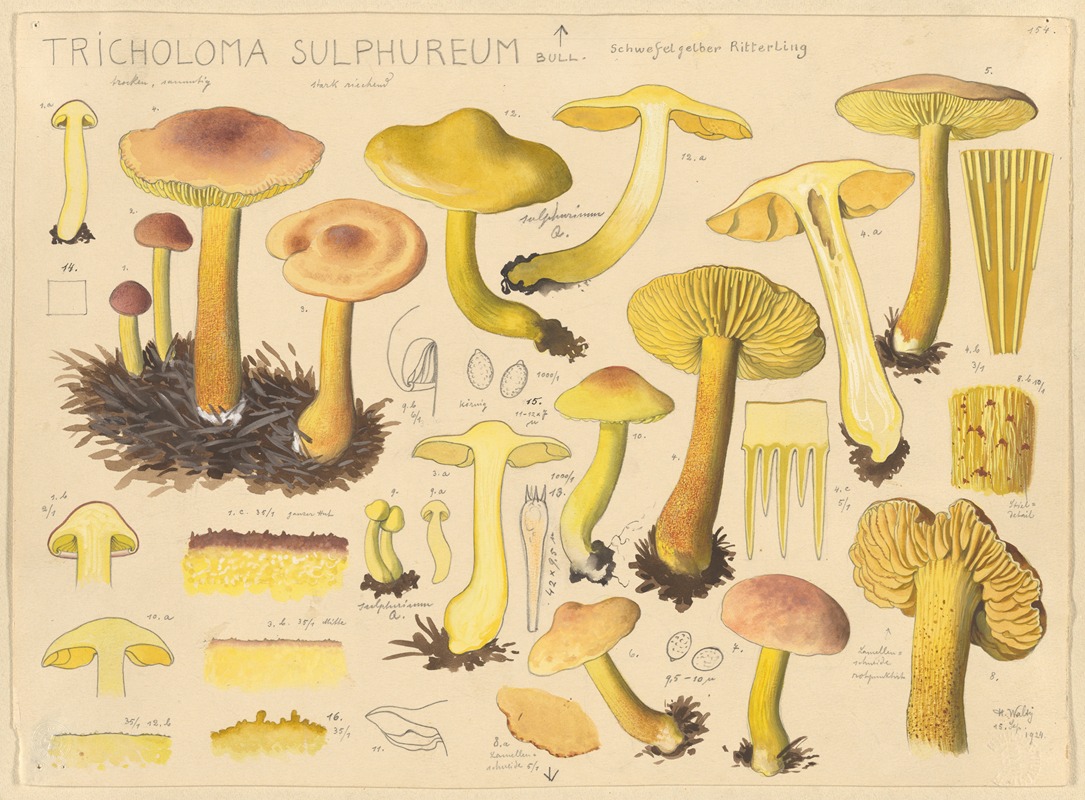 Hans Walty - Tricholoma sulphureum Bull.