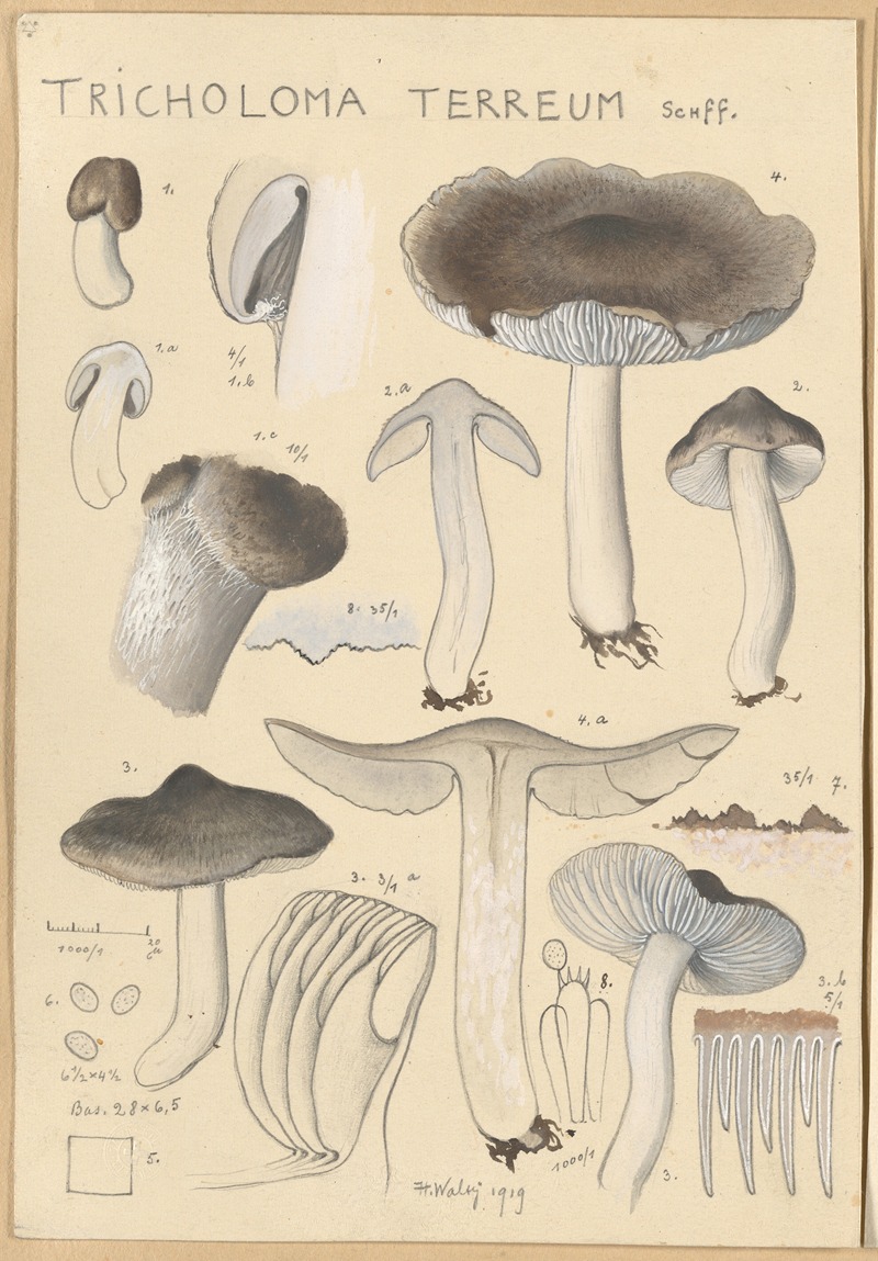 Hans Walty - Tricholoma terreum