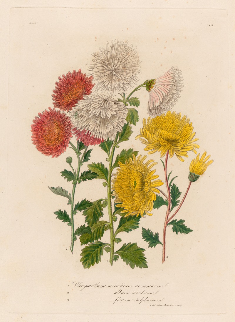 Gaetano Savi - 1. Chrysanthemum indicum armeniacum [and] 2. Chrysanthemum album tubulosum [and] 3. Chrysanthemum flavum sulphureum