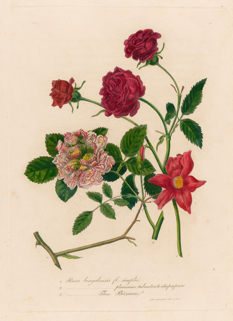 Gaetano Savi - 1. Rosa bengalensis fl. simplici [and] 2. Rosa bengalensis plenissimo subcontracto atro purpureo [and] 3. Rosa bengalensis Thea Bizzarria