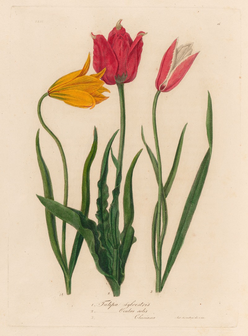 Gaetano Savi - 1. Tulipa sylvestris [and] 2. Tulipa Oculus solis [and] 3. Tulipa Oculus Clusiana