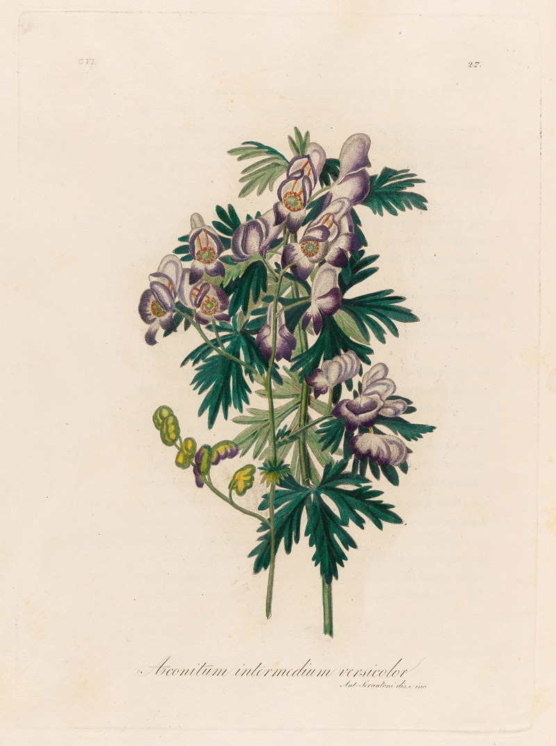 Gaetano Savi - Aconitum intermedium versicolor