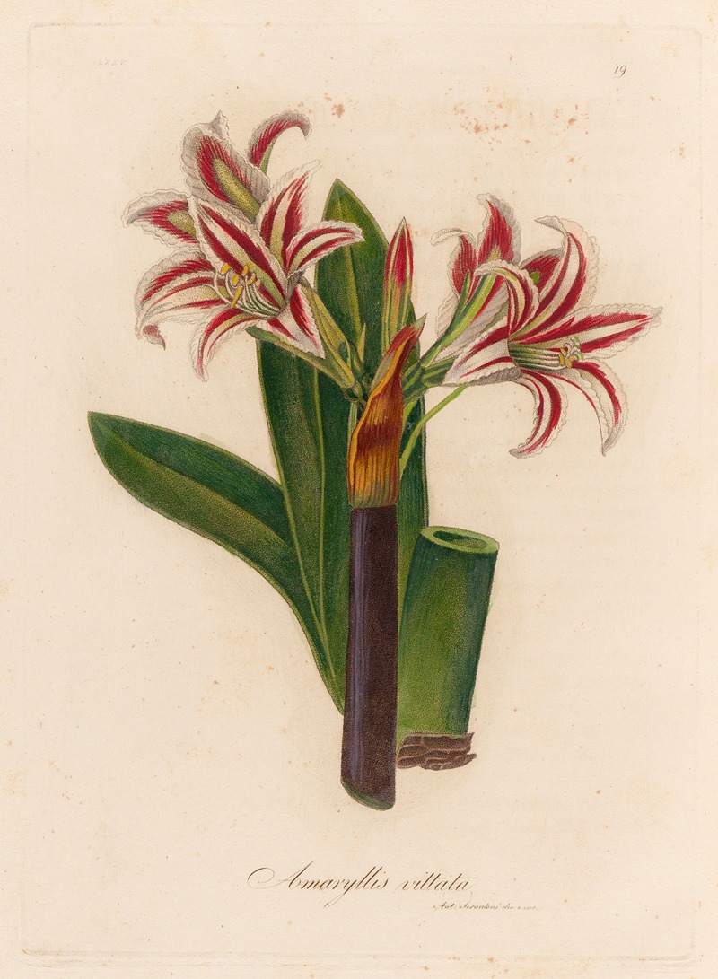 Gaetano Savi - Amaryllis vittata