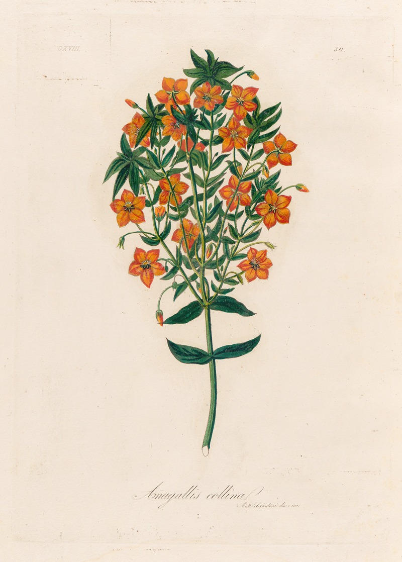 Gaetano Savi - Anagallis collina