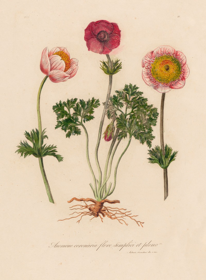 Gaetano Savi - Anemone coronaria flore simplici et pleno