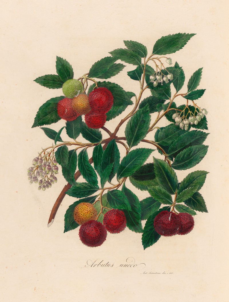 Gaetano Savi - Arbutus unedo