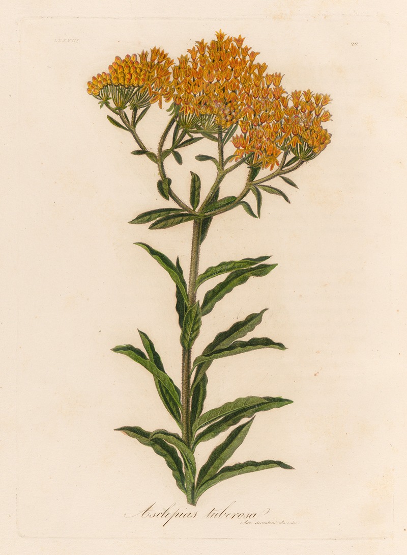 Gaetano Savi - Asclepias tuberosa