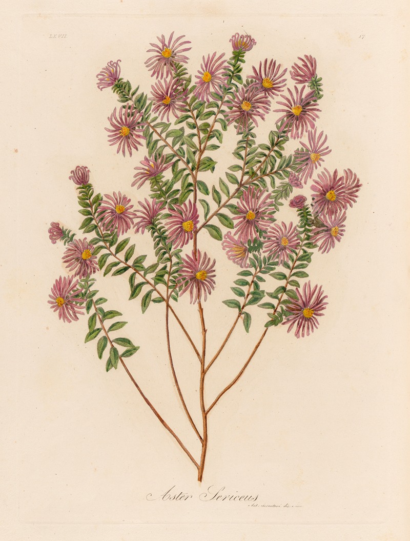 Gaetano Savi - Aster Sericeus