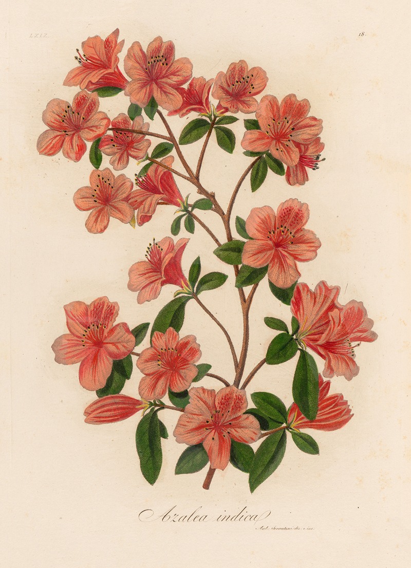 Gaetano Savi - Azalea indica