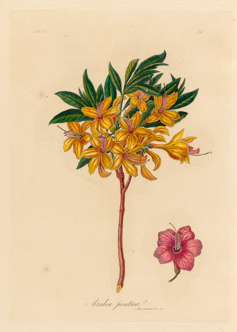 Gaetano Savi - Azalea pontica