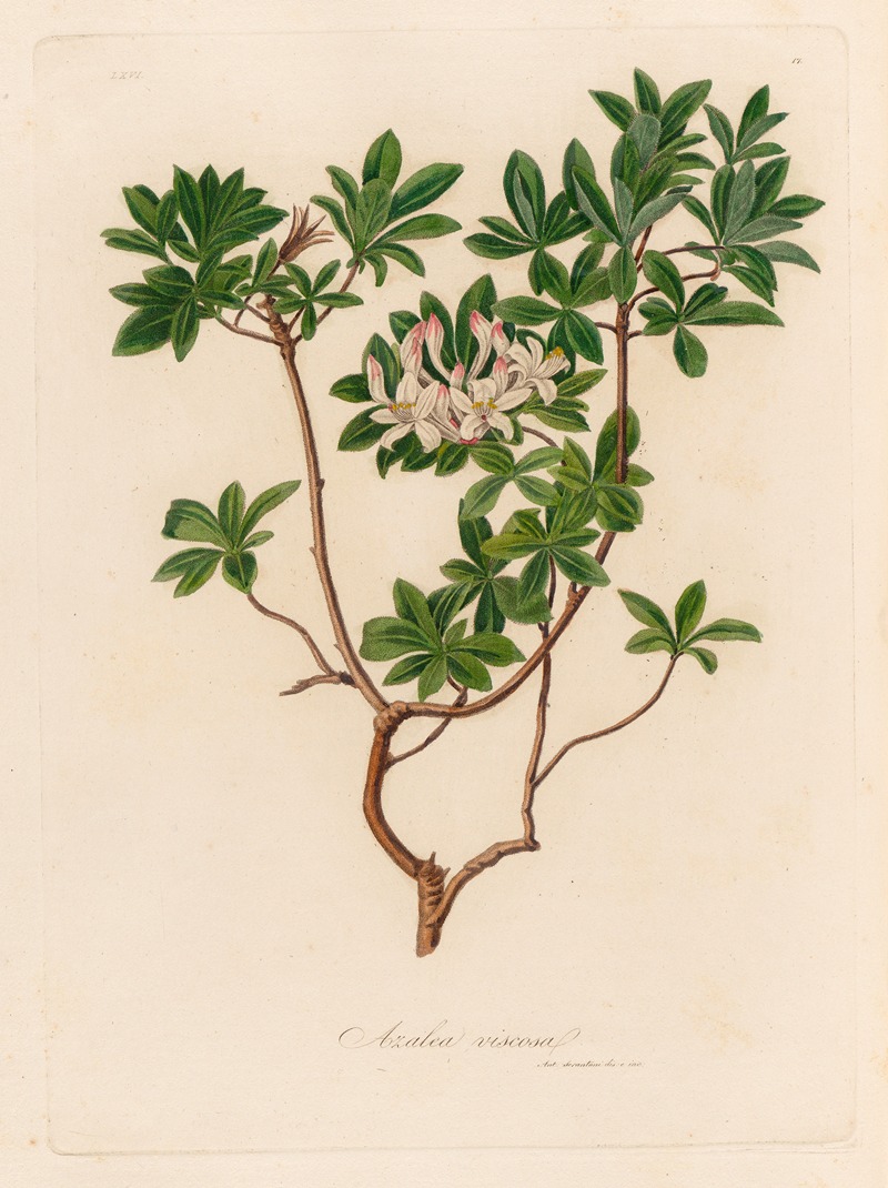 Gaetano Savi - Azalea viscosa