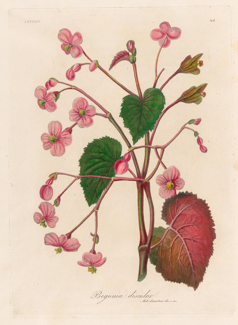 Gaetano Savi - Begonia discolor