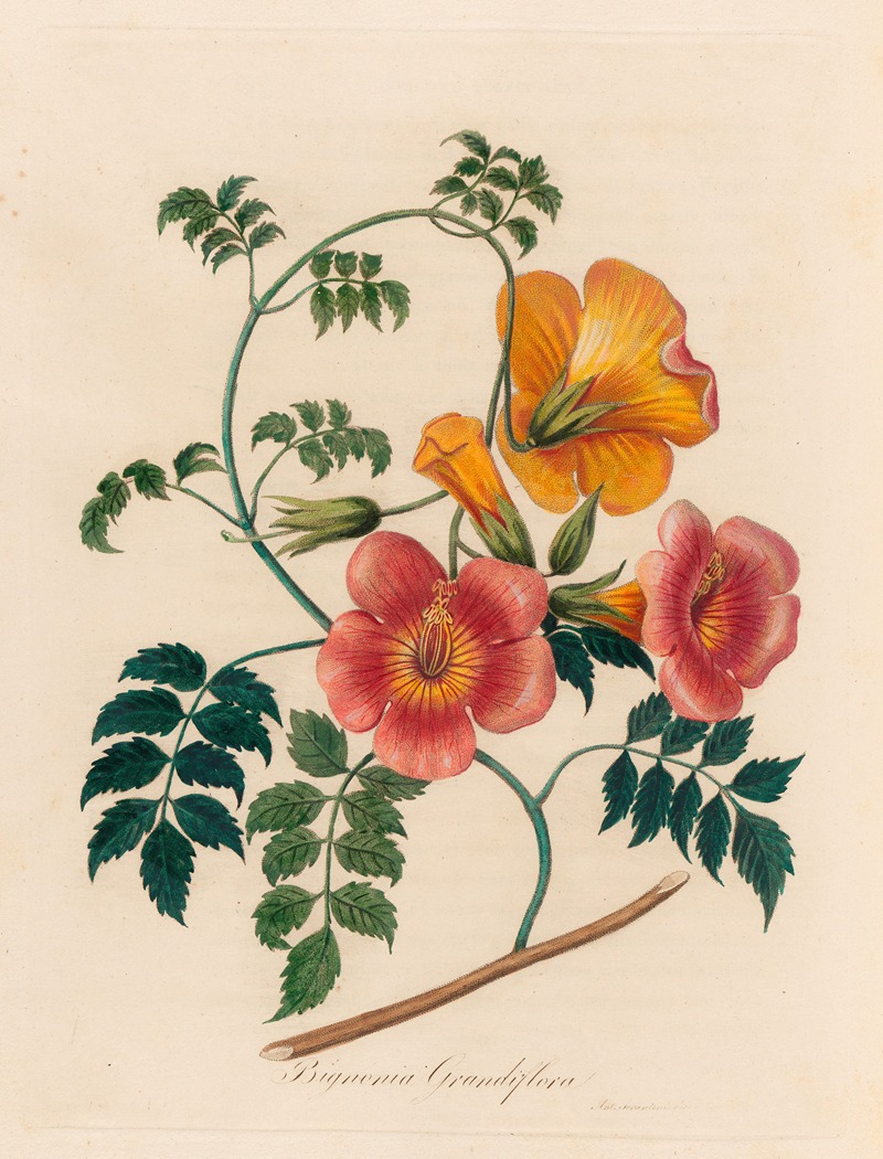 Gaetano Savi - Bignonia Grandiflora