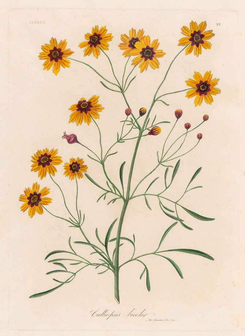 Gaetano Savi - Calliopsis bicolor