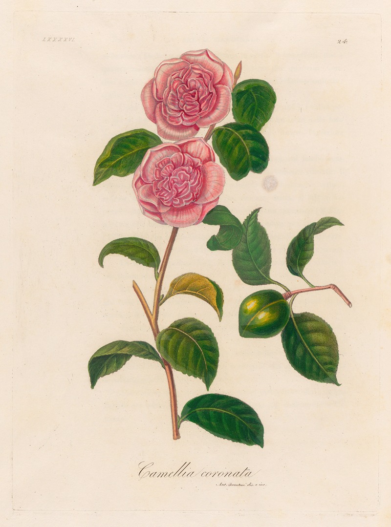 Gaetano Savi - Camellia coronata