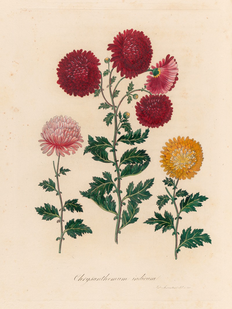 Gaetano Savi - Chrysanthemum indicum