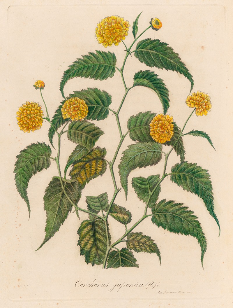 Gaetano Savi - Corchorus japonica