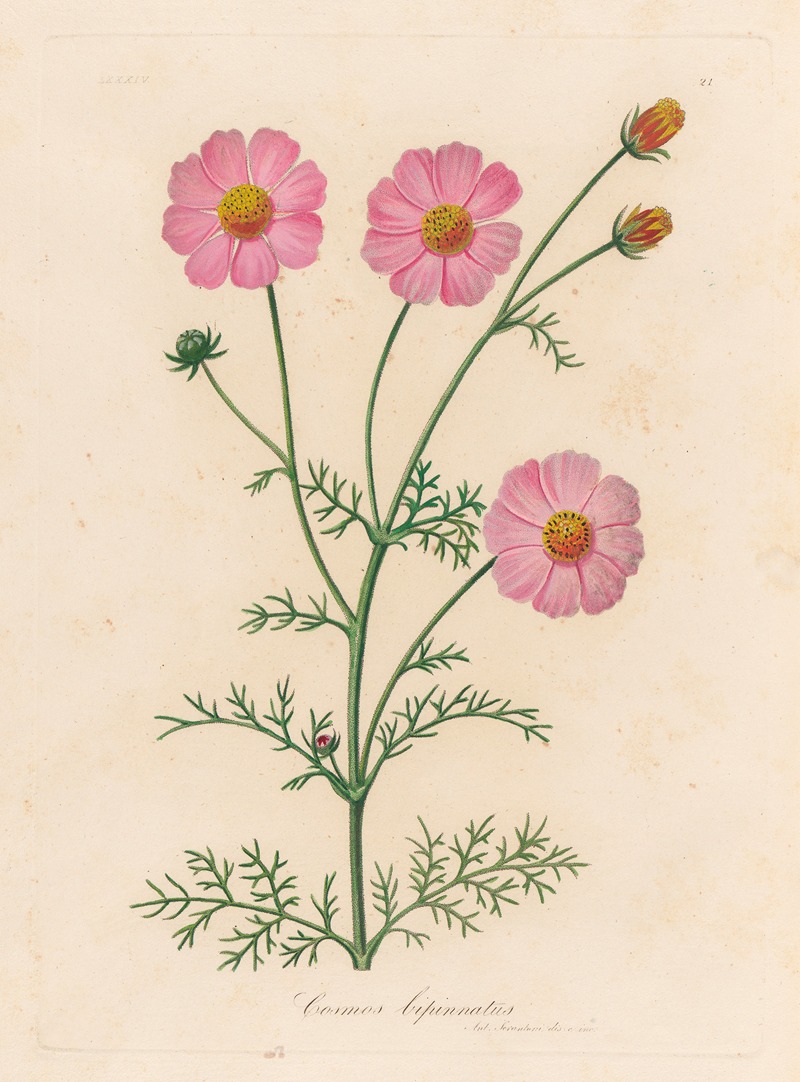 Gaetano Savi - Cosmos bipinnatus