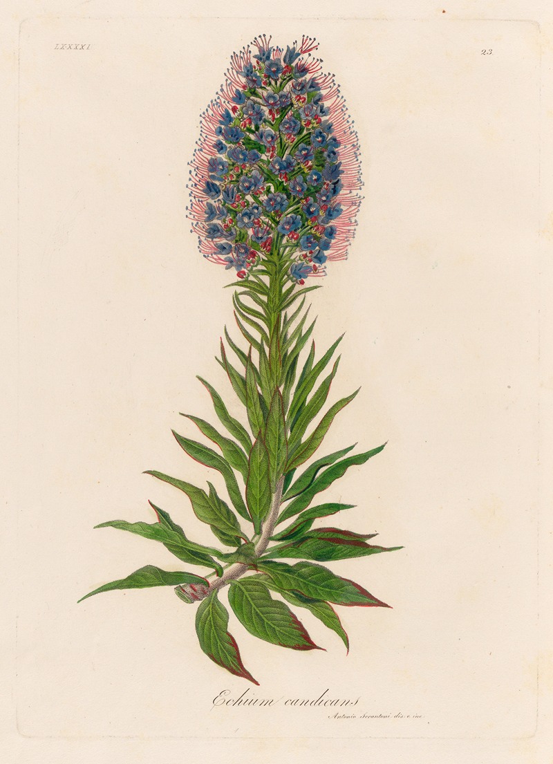 Gaetano Savi - Echium candicans