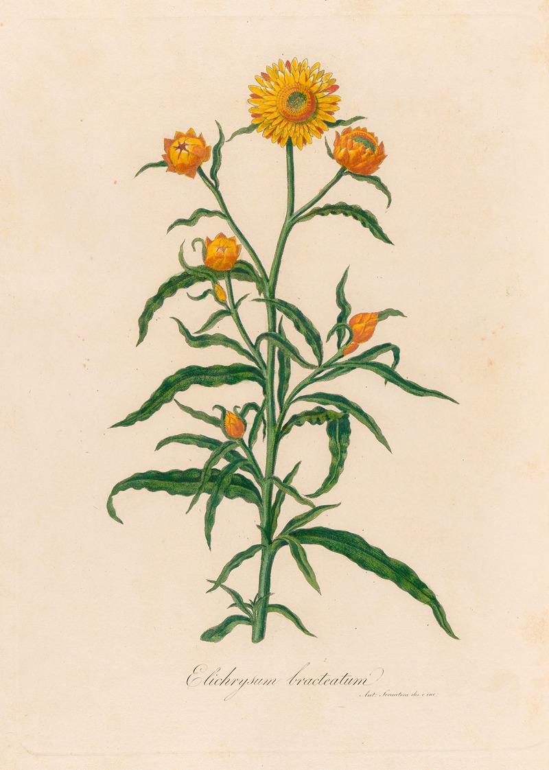 Gaetano Savi - Elichrysum bracteatum