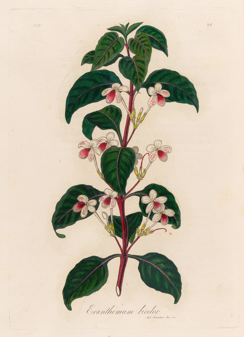 Gaetano Savi - Eranthemum bicolor