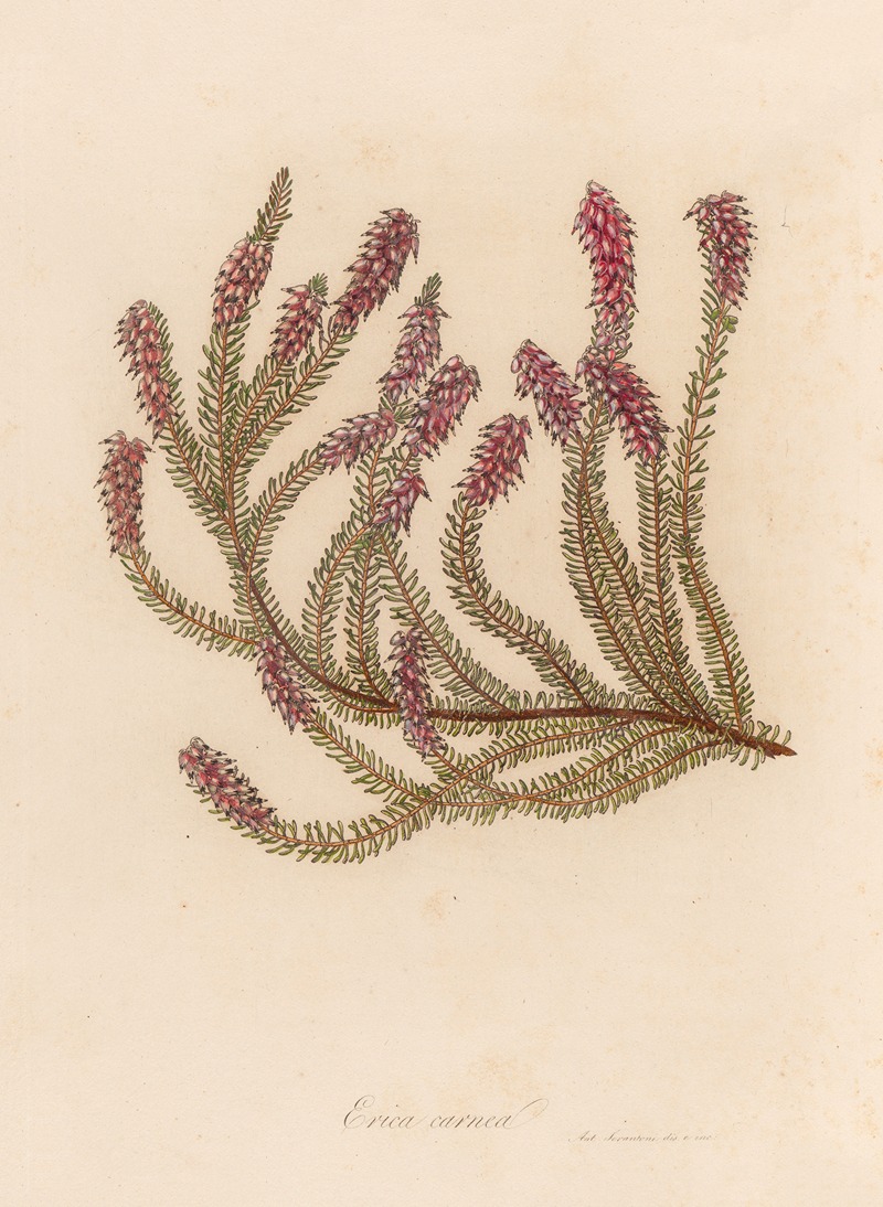 Gaetano Savi - Erica carnea